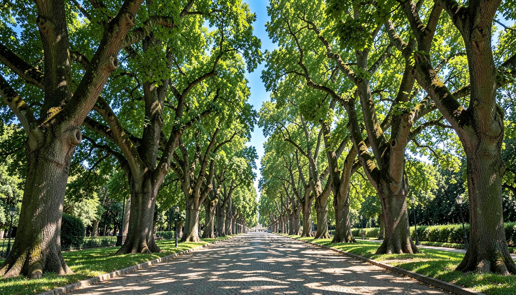 Viale alberato con chiome fitte che formano una galleria verde, luce soffusa tra i rami, toni verdi e marroni caldi