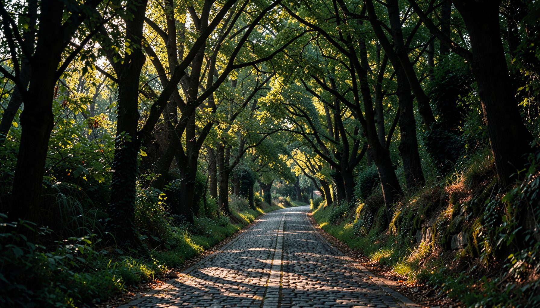 Strada acciottolata che si snoda sotto una fitta chioma verde con luce soffusa tra gli alberi, toni verdi profondi e ombreggiature serene